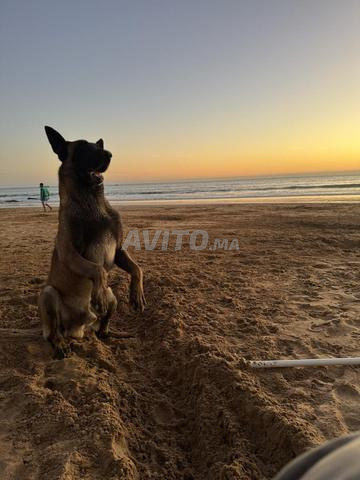 CHERCHE Malinois grande Taille (Femelle)