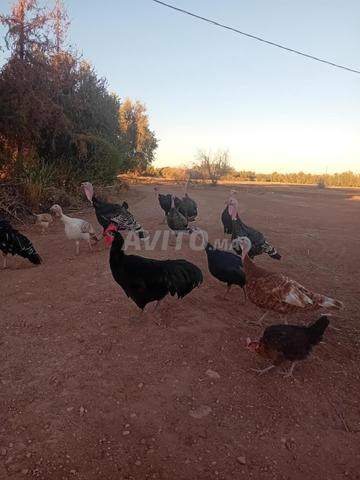 Poulet Beldi, dinde Beldi, dinde djaj beldi bibi