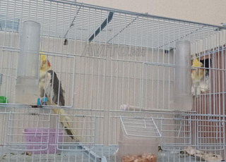 2 كلوبسيت كوكتيل مع قفص كبير و بياضة