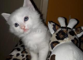 Ongora bébé chaton