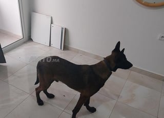 chien malinois charbonne