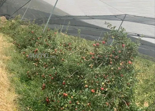 Route d'Imozzar Ifrane