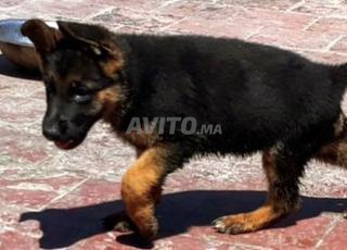 berger allemand chienne