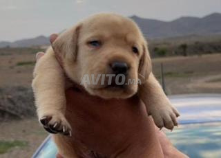 labrador chiot