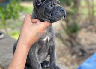 جرو Cane Corso
