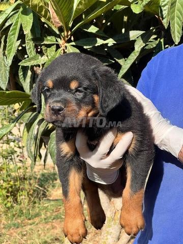 Magnifique Chiot rottweiler pedigree