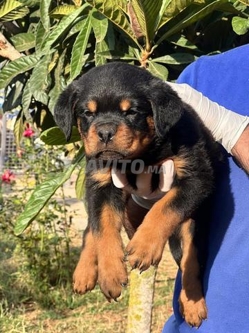 Magnifique Chiot rottweiler pedigree
