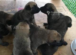 Bébé chiot malinois charbonné