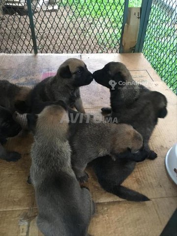 bebe choit malinois charbonne