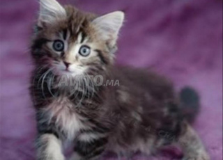 Bébés chatterie Norvégien âgés de 45 jours