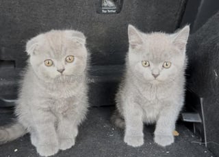 Scottish Fold Straight