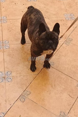 كلب بولدوج فرنسي 3 سنوات ملقح