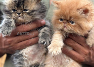 Chatons persan