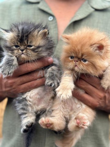 قطط صغيرة من سلالة فارسية