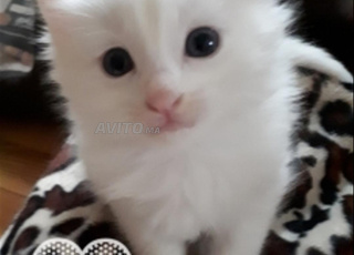 Bébés chatterie angora âgés 1mois15