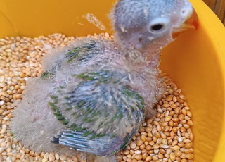 Fisher pour dressage