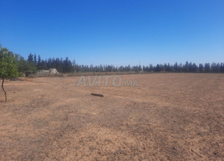 Hectare محافظة à vendre, région de Tiflet