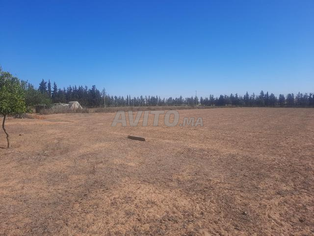 هكتار محافظة للبيع منطقة تيفلت