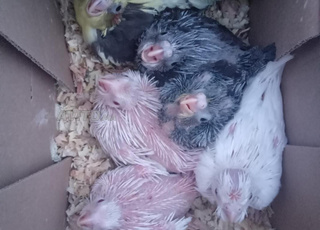 Jeunes oiseaux Calopsitte à vendre