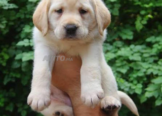 Labrador chiot
