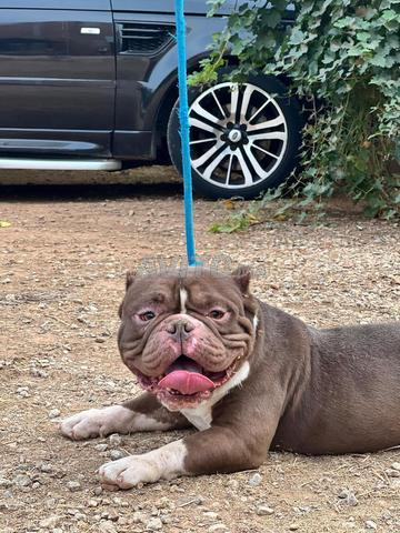 ذكر بالغ من فصيلة "ميكرو بولي" للتربية