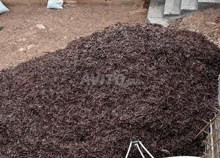 السلام عليكم، لدي 8 أطنان من الخروب