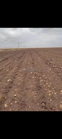 هكتار ونصف محافظة للبيع تيفلت الخميسات - 2