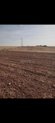 Hectare et demi à vendre à Tiflet Khémisset