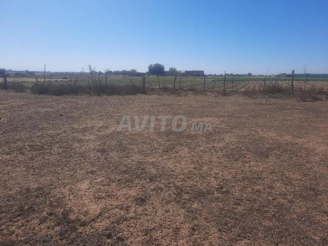 Hectare محافظة à vendre, région de Tiflet Khémisset - 2