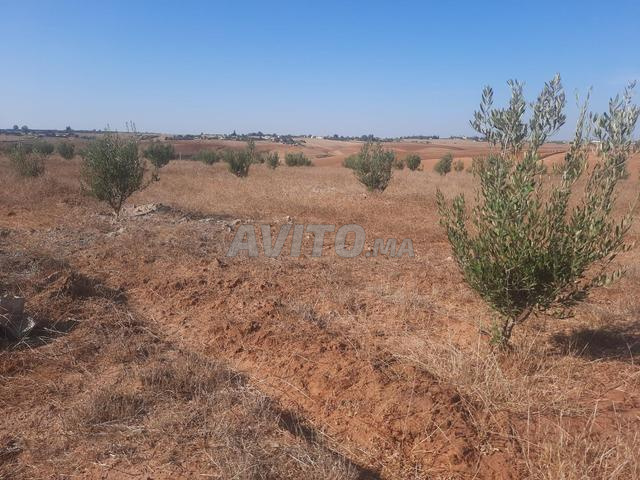 هكتار ونصف محافظة للبيع تيفلت الخميسات