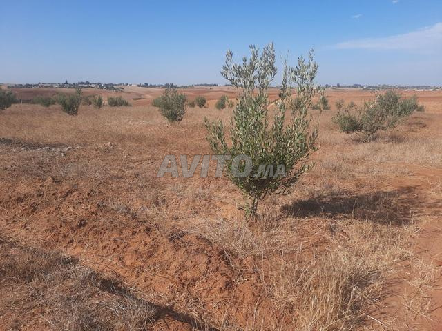 هكتار ونصف محافظة للبيع تيفلت الخميسات - 2