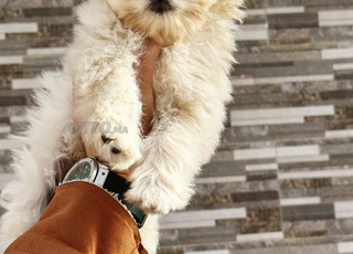 chiot bichon maltais toy