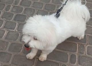 Bichon Petit agadir