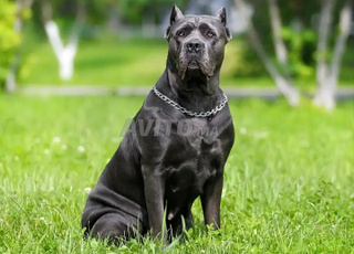 Magnifique Chiot Canecorso