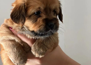 Chiot Pékinois Chiot Pékinois 🐶 🐕