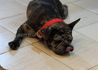Bouledogue Français mâle Black Merle exotique