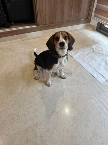 Chiot Beagle Femelle