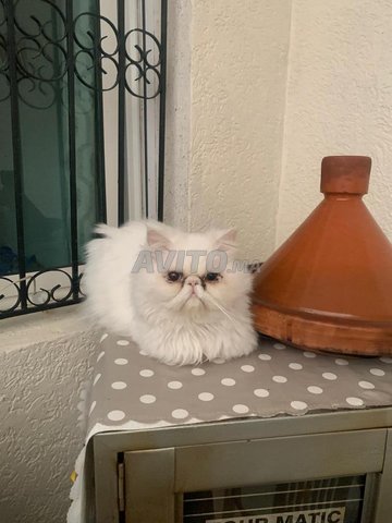 قط فارسي أصيل ذكر