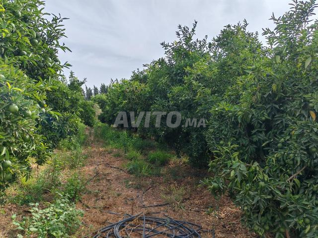 مزرعة 12 هكتار للبيع بأولاد برحيل تارودانت - 2