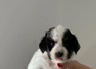 جرو هافانيز أبيض وأسود للبيع أو شيه تزو