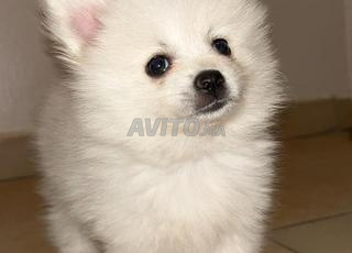 كلب صغير من نوع سبيتز