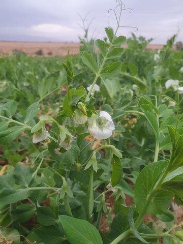 3 hectares de pois prêts à être récoltés