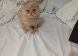 Chat persan dolface avec carne de vaccin