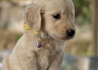 جرو ذكر أخير من فصيلة Golden Retriever