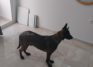 Malinois vacciné carbone les détails dans le carnet