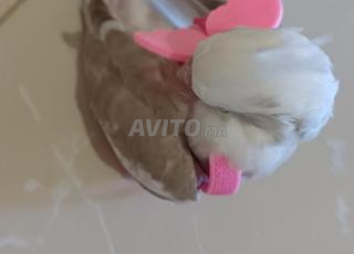 عصافير الكوكتيل