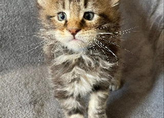 chaton bebe norvegein âgé 45j