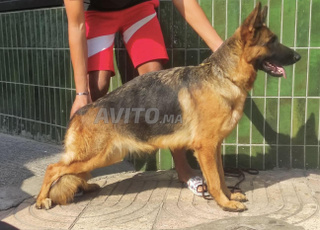 femelle berger allemand pedigree