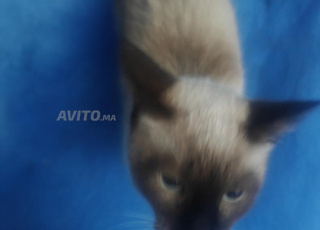 Chat Siamois