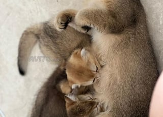 Chatons Scottish Fold & Straight pure race